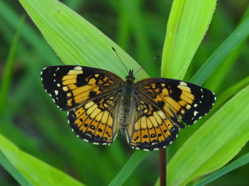 Silvery Checkerspot